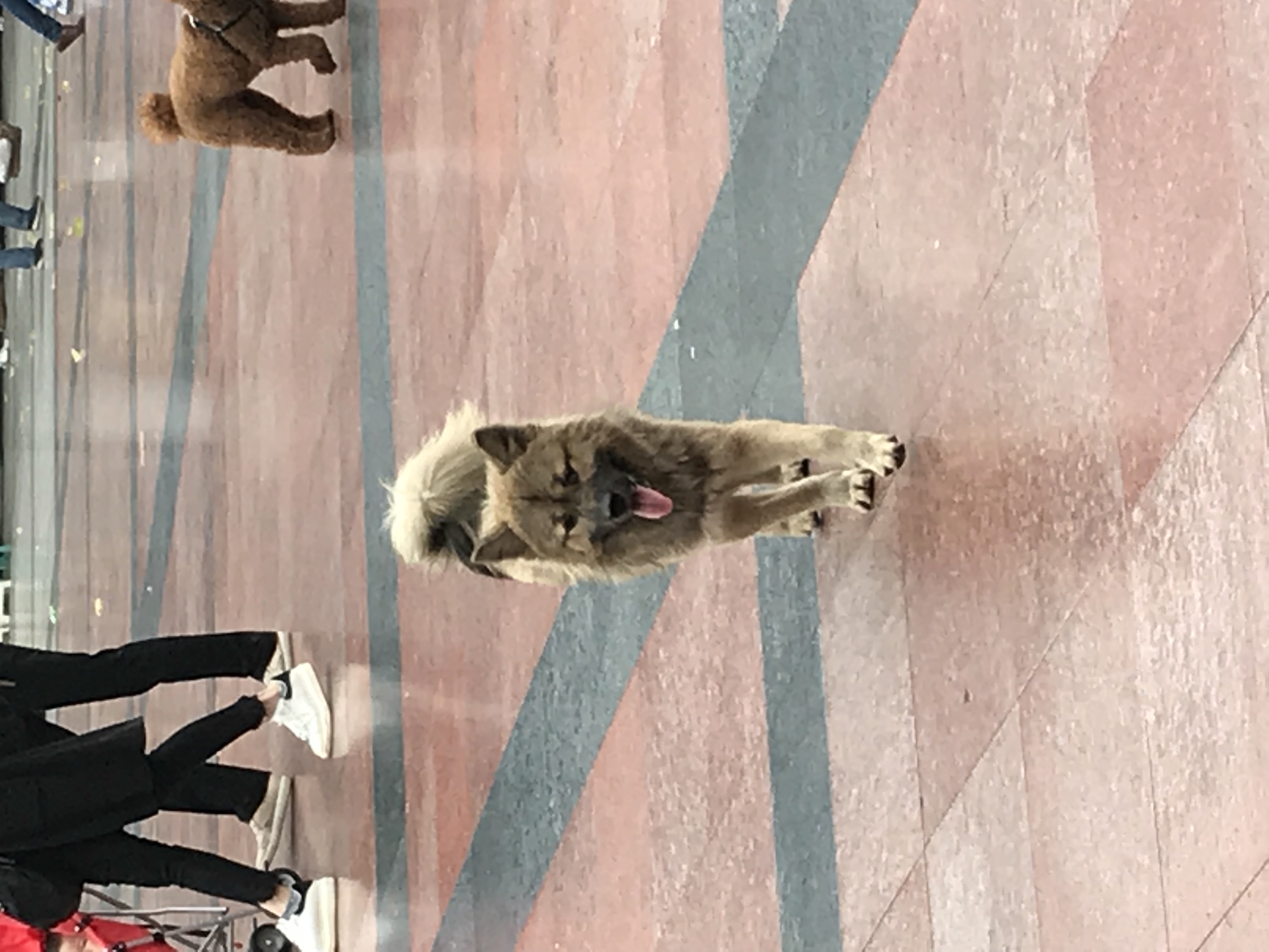 ./2018/03 - Viking China/15 - Chongqing/IMG_7143.JPG